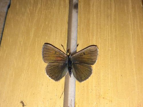 Réf. 179 562 : Lycaena hippothoe